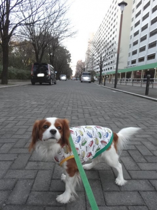 連れてこられた