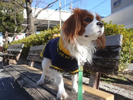 ワンコが気になるな