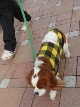 尻尾イン