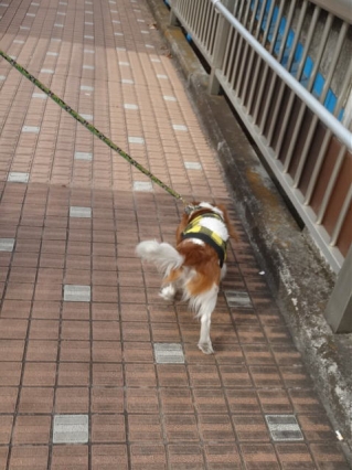 走るぞー