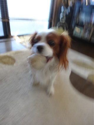 ボケボケ