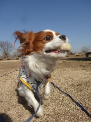 パチパチ