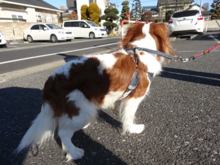 お散歩へ行きたいな