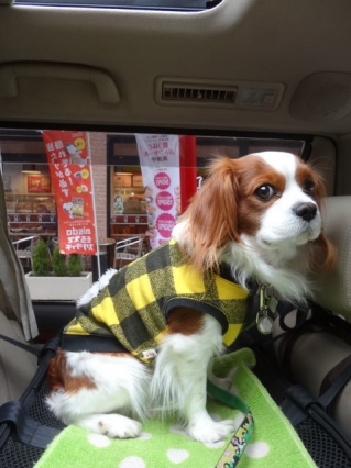 ミスドもあるよ