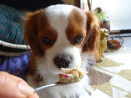 食べるかな