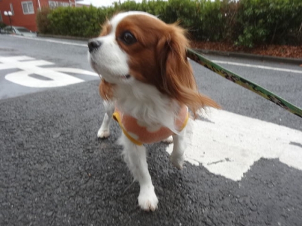 行くぞー