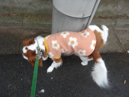 したぞー