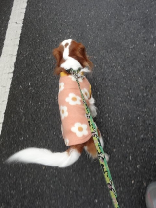大張り切り