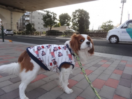 途中まで