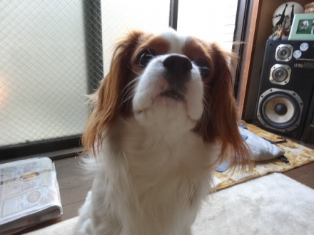 帰って来たよ