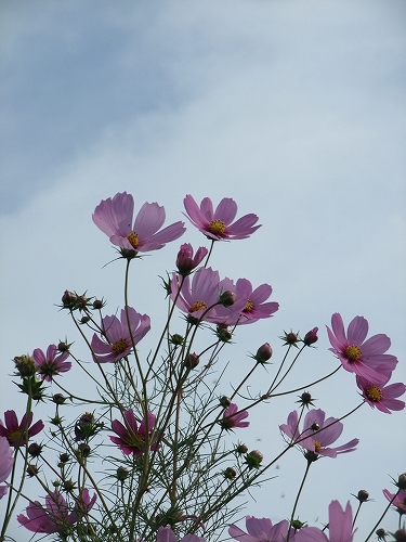 flower17