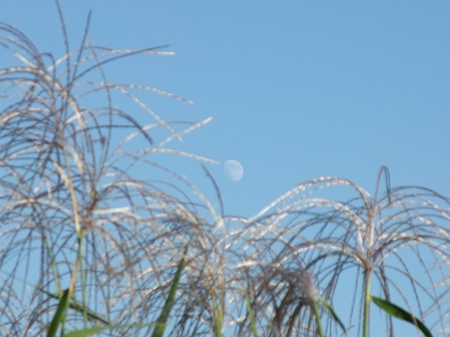 moon53