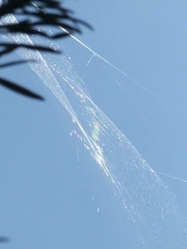 web.jpg