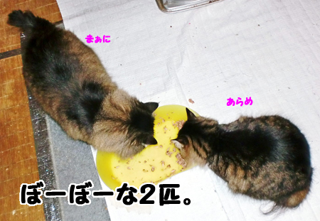 まぁに+あらめ