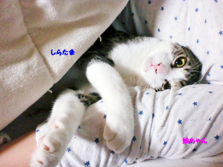 しらたま
