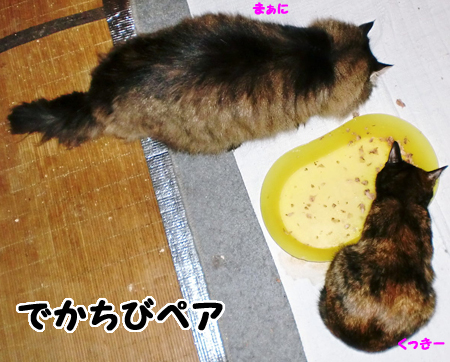 まぁに+くっきー