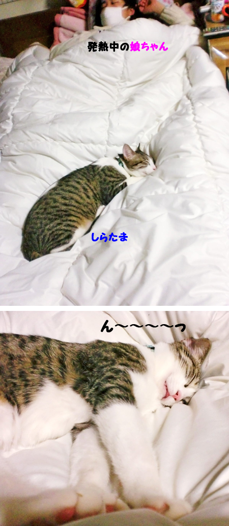 しらたま