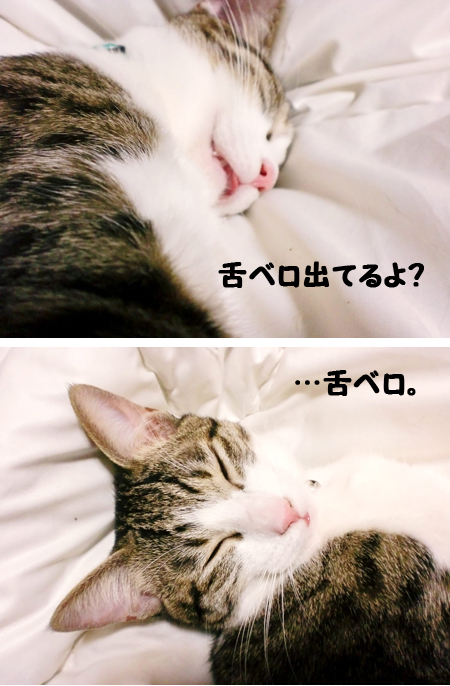 しらたま