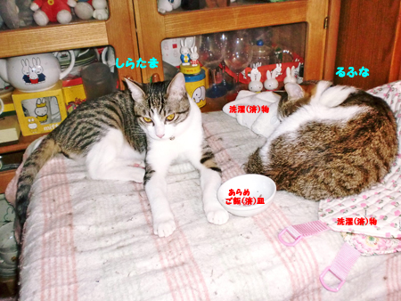 るふな+しらたま