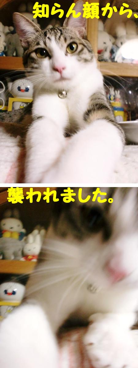 しらたま