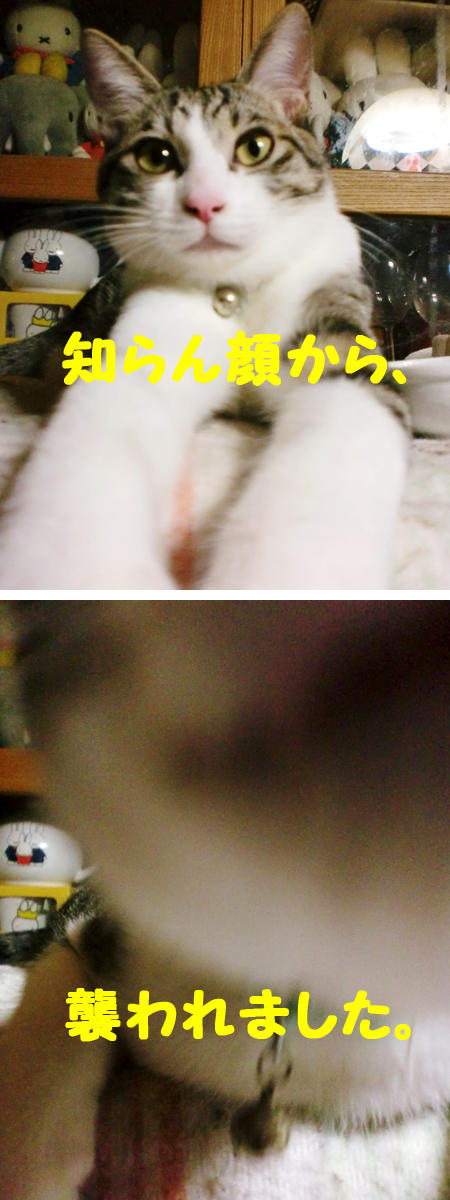しらたま