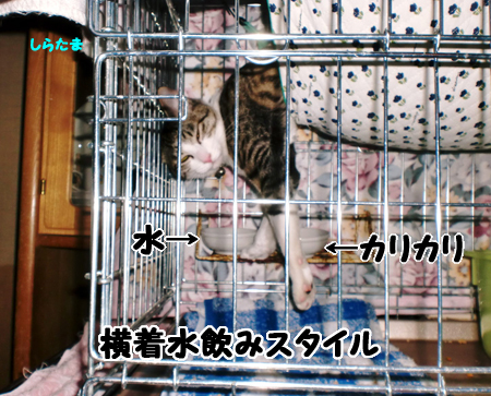 しらたま