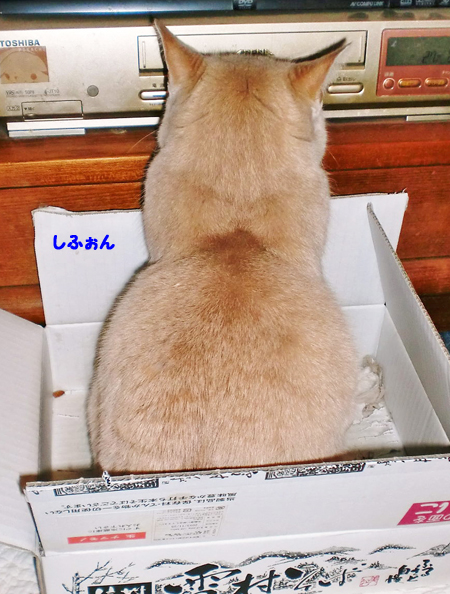 しふぉん