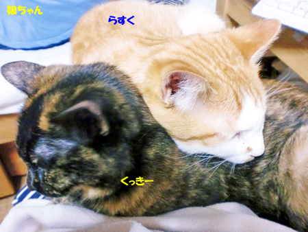くっきー+らすく