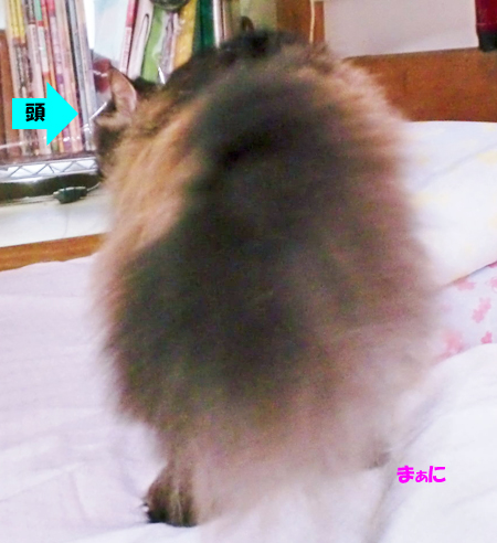 まぁに