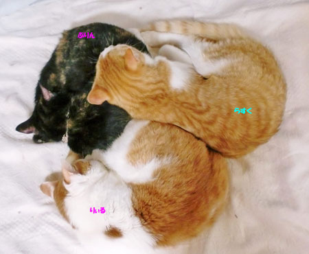 うじゃ