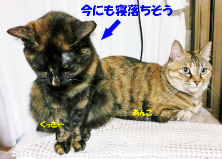 くっきー+あんこ