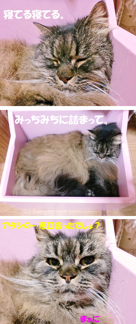 まぁに