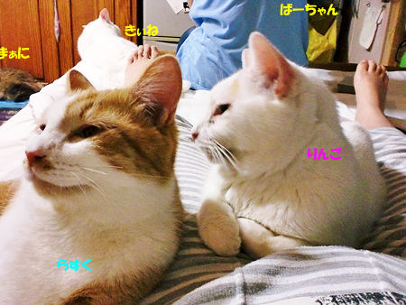 うじゃ