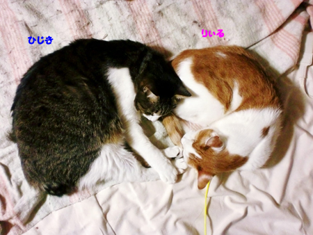 りぃる+ひじき