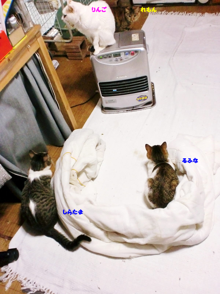 うじゃ