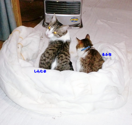 るふな+しらたま