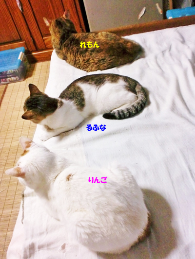 うじゃ