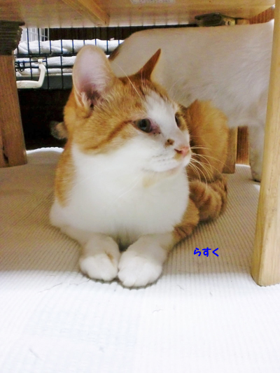 らすく