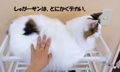 しゅがーさん
