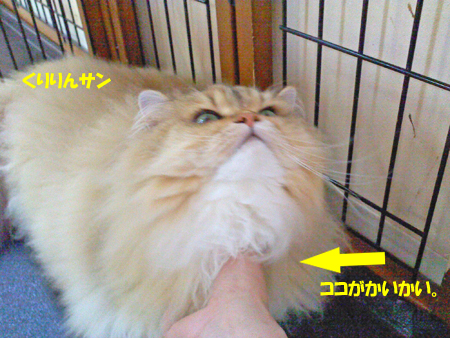 くりりんさん