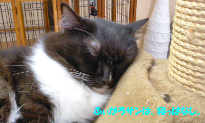 ふぃがろさん