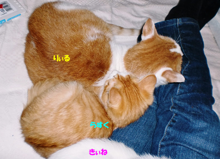 りぃる+らすく