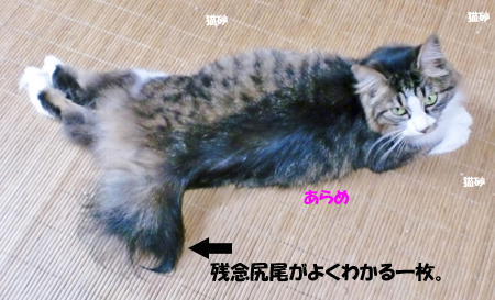 あらめ