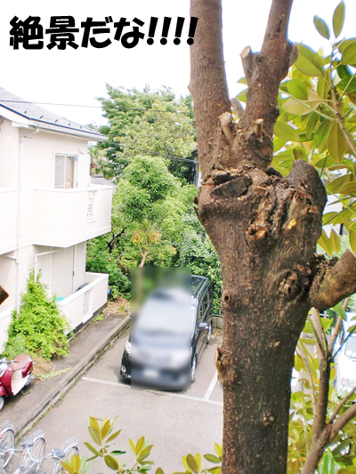 樹の上