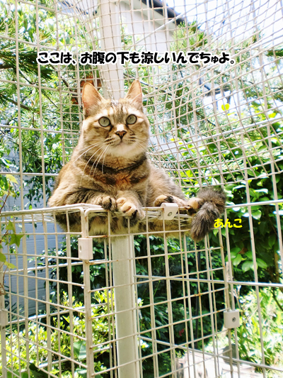 あんこ