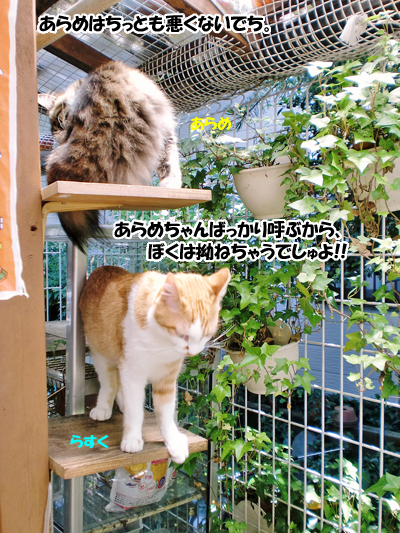 あらめ+らすく