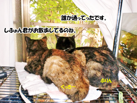 サビ姉妹