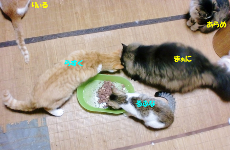 まぁに+らすく+るふな