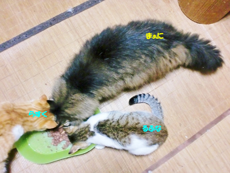 まぁに+るふな