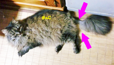 まぁに